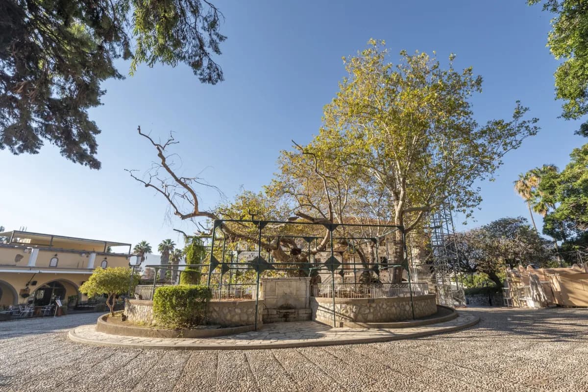 Hippocrates Tree
