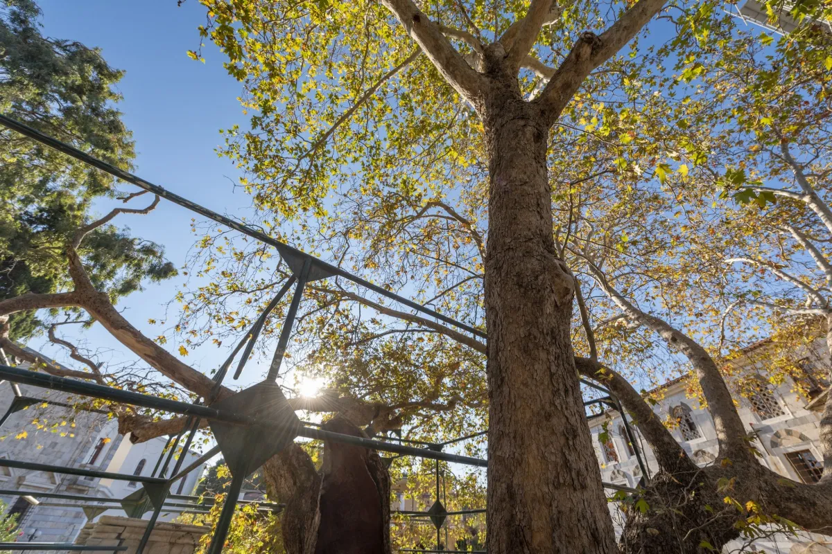 Hippocrates Tree
