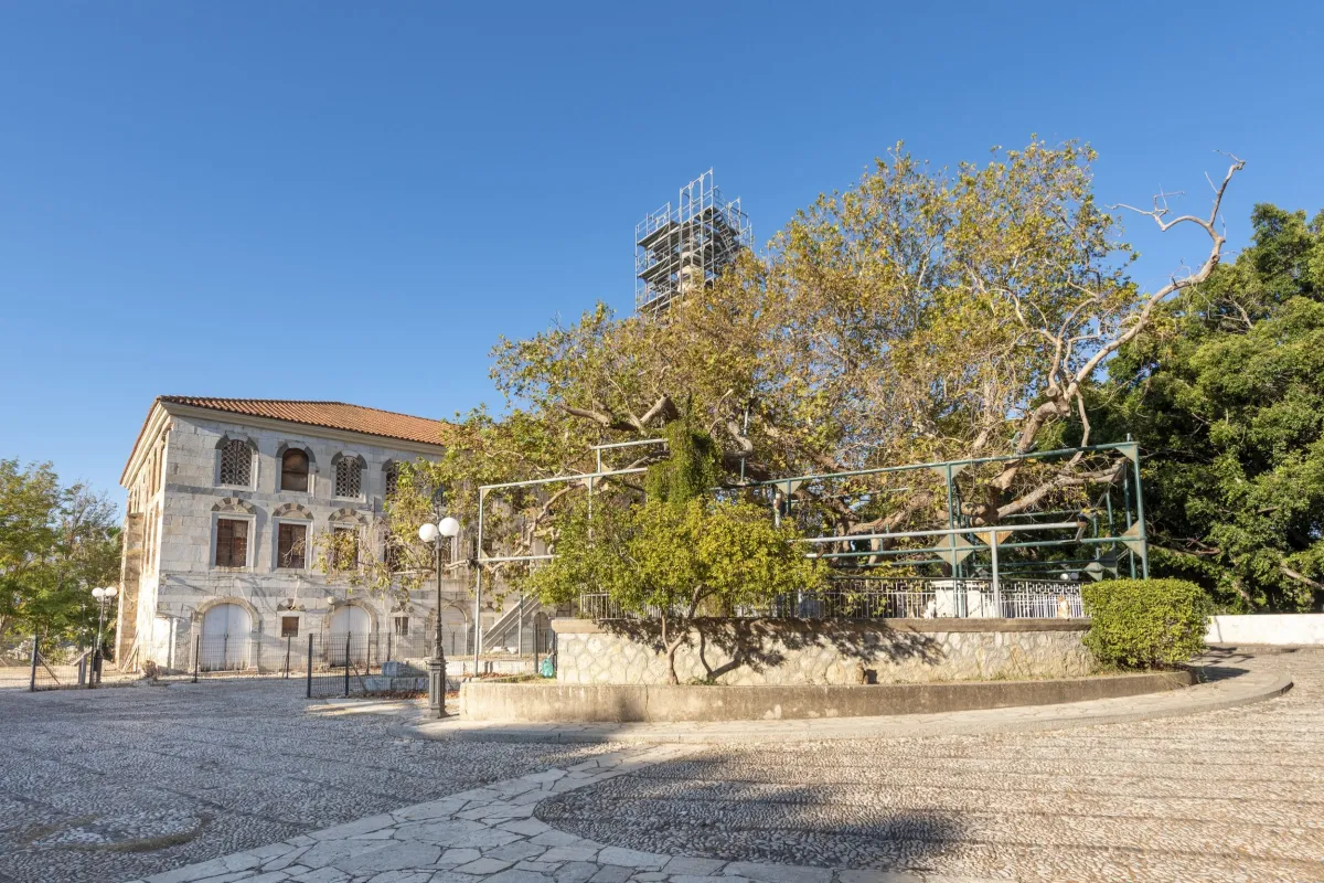 Hippocrates Tree