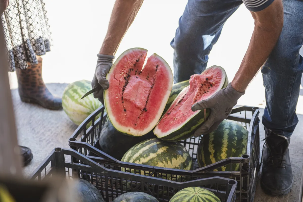 Visit Local Farms