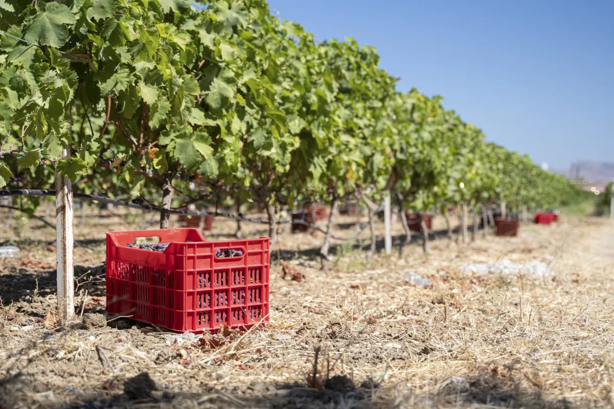 Local Wines