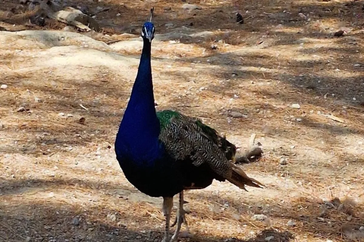 Plaka Forest