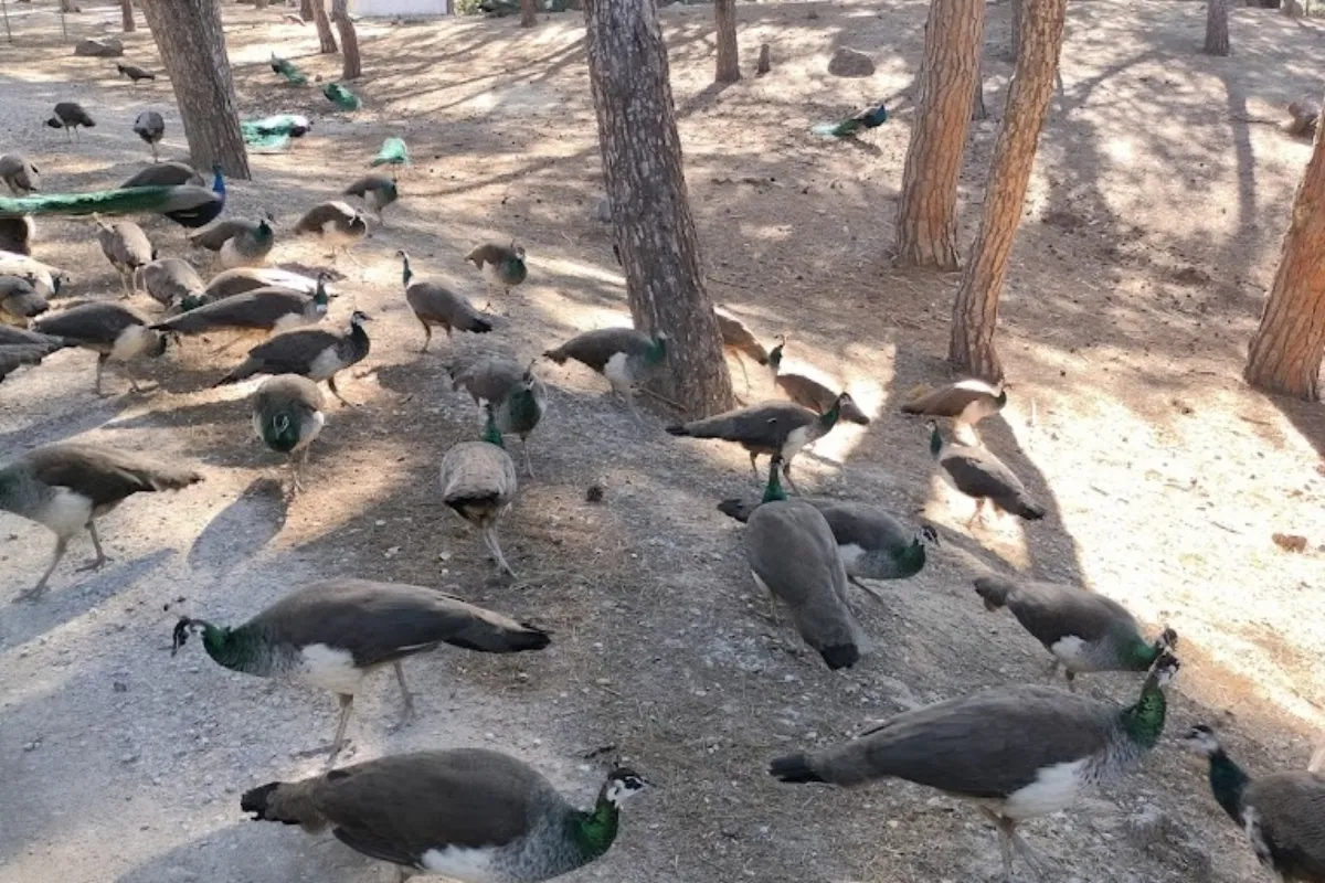 Plaka Forest