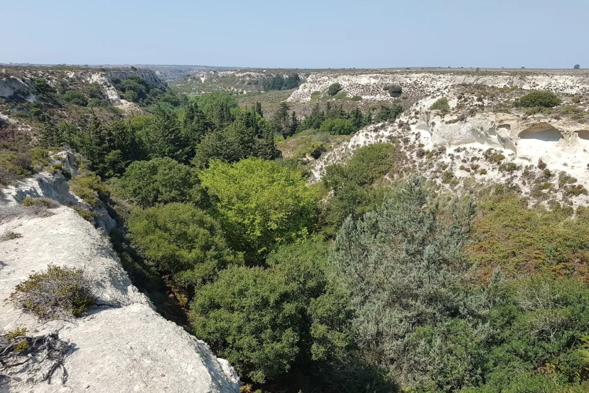Plaka Forest